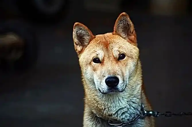 JvSpin казино 696496