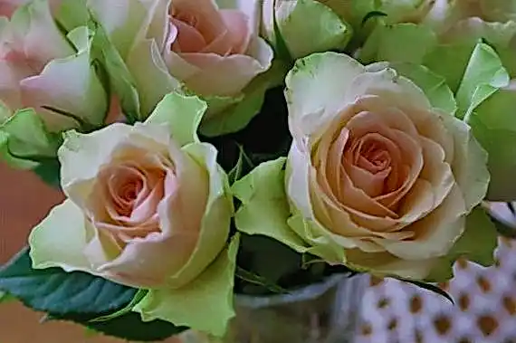 JvSpin casino bf27f4