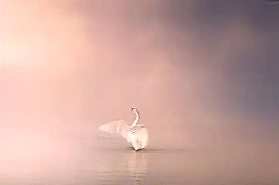 JVSpin казино 1d159c